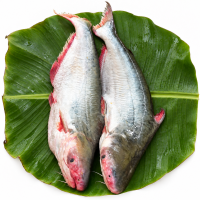 Large River Fish Cuts